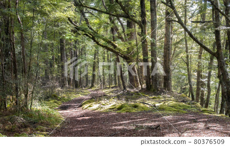 Ancient mystical forest with path leading through it. Kepler Track, Fiordland National Park, New Zealand Ancient mystical forest with path leading through it. Kepler Track, Fiordland National Park, New Zealand 80376509