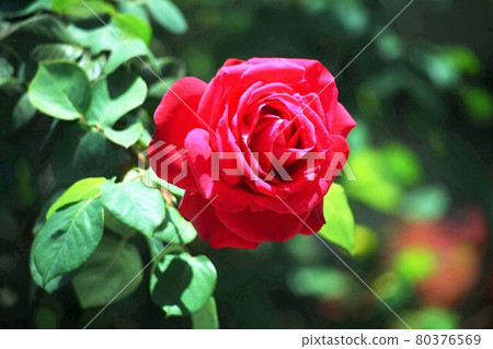 Rose vermilion red sword valve high core blooming flower Rose vermilion red sword valve high core blooming flower 80376569