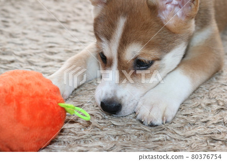 Geki Kawa 照片小狗玩球可愛的小狗 80376754