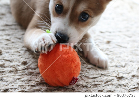 小狗玩球 80376755