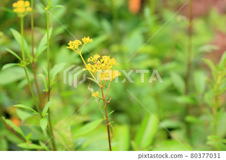 奧米娜的花 80377031