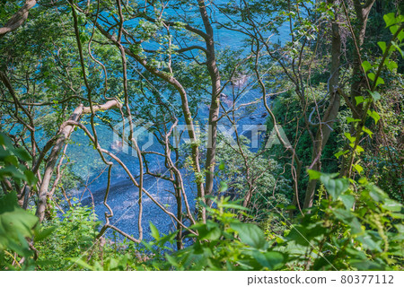 Trees near the starting point of Kakai Shindo and Oyashirazu Beach [Summer] 80377112