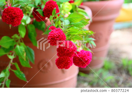 Flowers of Keito 80377224