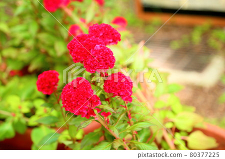 Flowers of Keito Flowers of Keito 80377225
