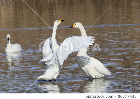 面對天鵝tsugai 80377433