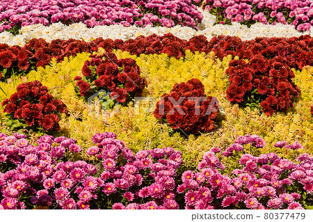 background of colorful fresh chrysanthemums on a sunny day background of colorful fresh chrysanthemums on a sunny day 80377479
