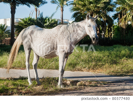 white horse stands on the background of palm trees at sunset white horse stands on the background of palm trees at sunset 80377480