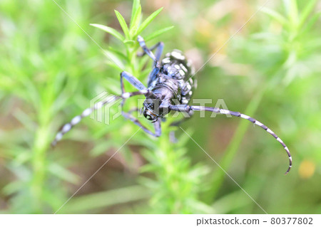 白斑長角甲蟲（埼玉縣/7月） 80377802