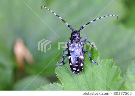 白斑長角甲蟲（埼玉縣/7月） 80377803