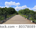 Funabashi Andersen Park. Bridge of the sun. Sunflower potted plant (July) Funabashi City, Chiba Prefecture 80378089