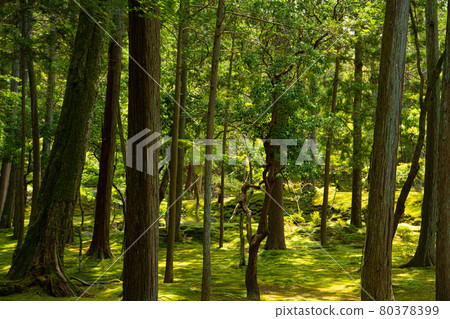 京都西法寺(青苔寺) 京都西法寺(青苔寺) 80378399