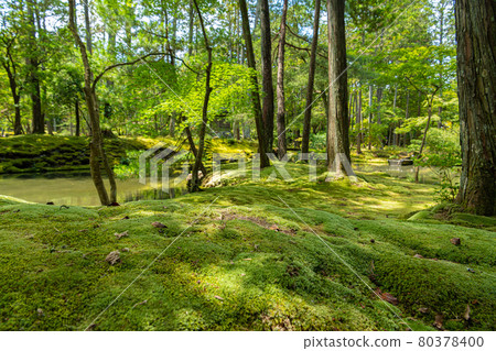 京都西法寺(青苔寺) 京都西法寺(青苔寺) 80378400
