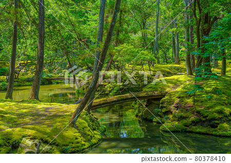 京都西法寺(青苔寺) 京都西法寺(青苔寺) 80378410