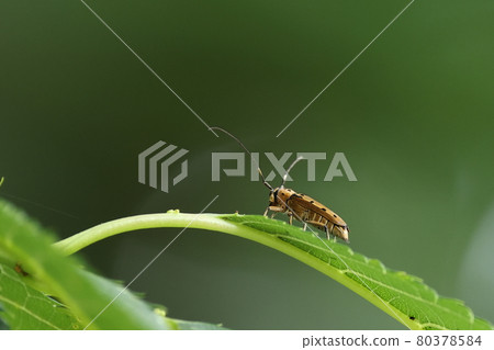 生物,昆蟲,Euefpha ocelota,全身長滿毛髮的身體有天鵝絨般的質感 生物,昆蟲,Euefpha ocelota,全身長滿毛髮的身體有天鵝絨般的質感 80378584