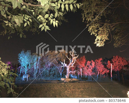 Night Zoo Night Zoo Illumination-Zebra Night Zoo Night Zoo Illumination-Zebra 80378646