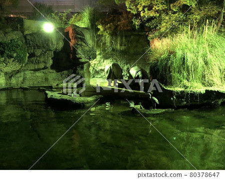 Night Zoo Night Zoo Illumination-Hippopotamus 80378647