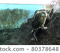 Night Zoo Night Zoo Underwater Turtles 80378648