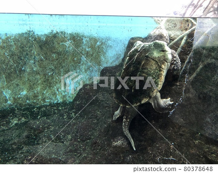 Night Zoo Night Zoo Underwater Turtles Night Zoo Night Zoo Underwater Turtles 80378648