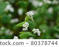 Buckwheat flowers 80378744