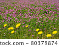 Astragalus and dandelions 80378874