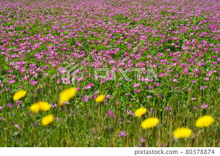 Astragalus and dandelions Astragalus and dandelions 80378874