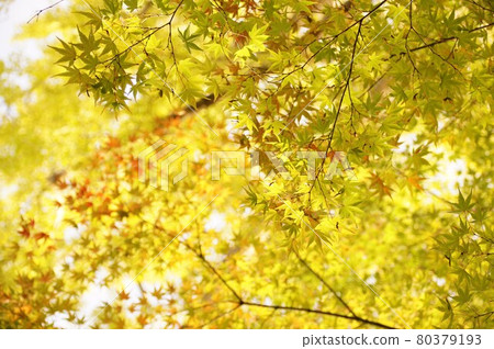 One side maple 80379193