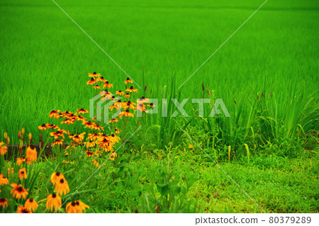Paddy field 80379289