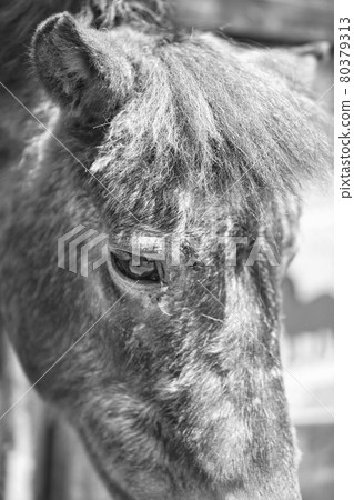 Facial expression of a monochrome horse Facial expression of a monochrome horse 80379313