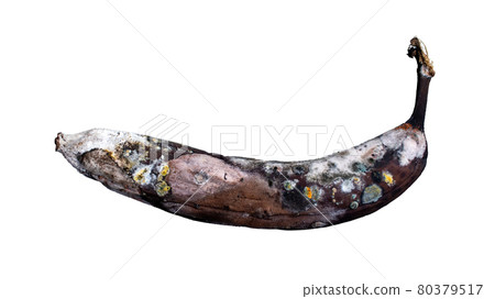 Moldy brown banana isolated on white background. Old rotten fruit. 80379517