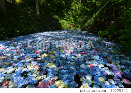 Michinoku Hydrangea Garden, Ichinoseki City, Iwate Prefecture, underwater flowers of hydrangea 80379541