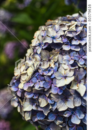 Hydrangea scenery 80379616
