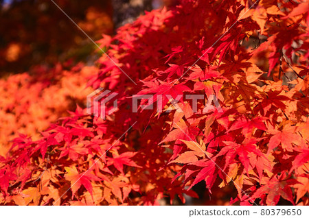 輕井澤觀景台的秋葉 80379650