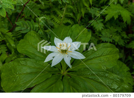 Hundred Famous Mountains of Flowers Mt. Hiuchi Kinugasa Hundred Famous Mountains of Flowers Mt. Hiuchi Kinugasa 80379709