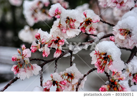 櫻花櫻花雪櫻花和白雪皚皚的春天花朵HDR 80380051