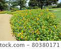 Funabashi Andersen Park. Sunflower flowerbed (July) Funabashi City, Chiba Prefecture 80380171