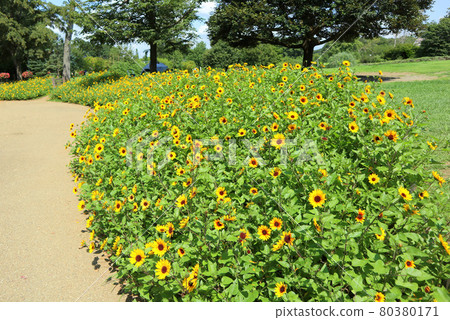 船橋安徒生公園。向日葵花壇(7月) 千葉縣船橋市 船橋安徒生公園。向日葵花壇(7月) 千葉縣船橋市 80380171