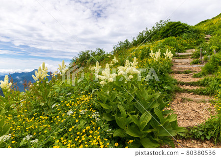 100 Famous Mountains of Flowers Mt. Hiuchi Veratrum stamineum and Miyamagenpo 100 Famous Mountains of Flowers Mt. Hiuchi Veratrum stamineum and Miyamagenpo 80380536