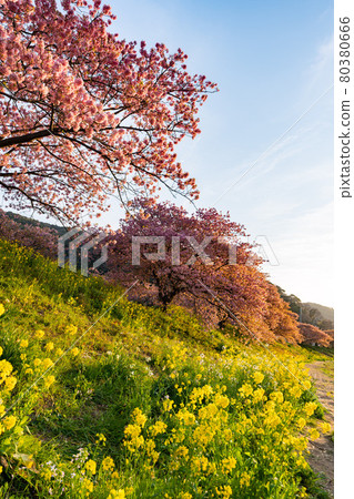 Minami no Sakura Rape Flower Festival Sunny Minami no Sakura Rape Flower Festival Sunny 80380666