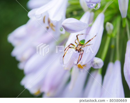 Spider 1 Neoscona scylloida 80380669