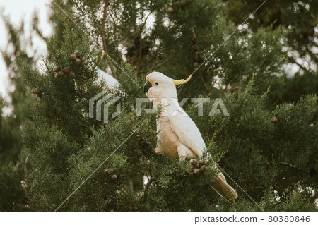 White Cockatoo bird sitting in a tree. 80380846