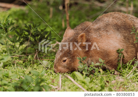Common wombat, Kangaroo valley, NSW, Australia 80380853