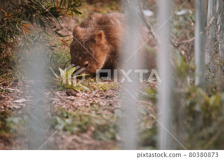 Common wombat, Kangaroo valley, NSW, Australia 80380873
