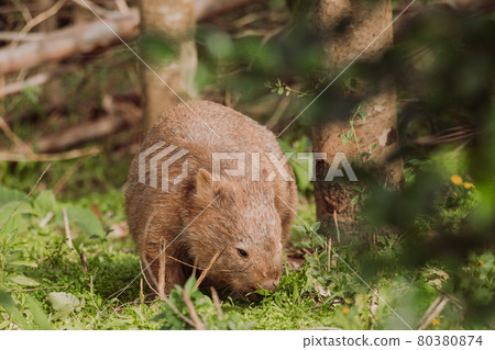 Common wombat, Kangaroo valley, NSW, Australia 80380874