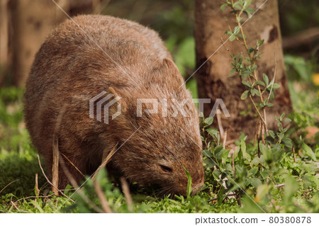 Common wombat, Kangaroo valley, NSW, Australia 80380878
