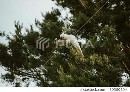 White Cockatoo bird sitting in a tree. 80380894