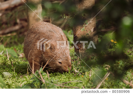 Common wombat, Kangaroo valley, NSW, Australia 80380906