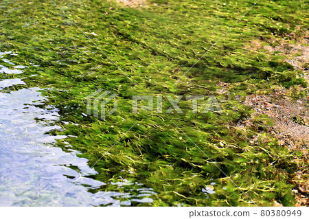 Ume flower algae of Awake well 80380949