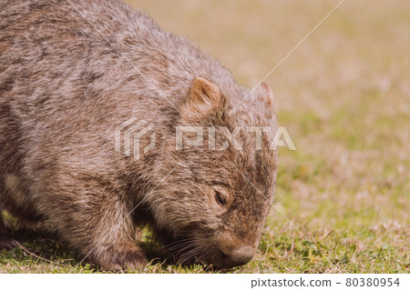 Common wombat, Kangaroo valley, NSW, Australia 80380954