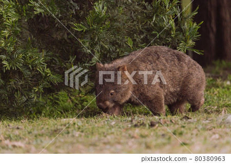 Common wombat, Kangaroo valley, NSW, Australia 80380963