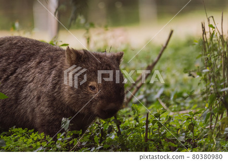 Common wombat, Kangaroo valley, NSW, Australia 80380980